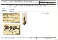 Karteikarte zum Syntyp von Lagena grinzingensis Karrer, 1877